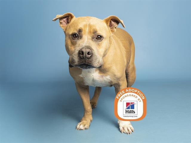 CHAPO, Adoptable, Adult Male Pit Bull Terrier.