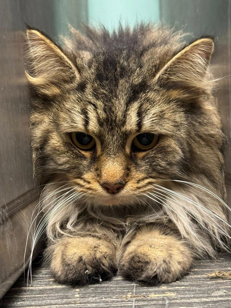 Carol, Adoptable, Young Female Domestic Long Hair.