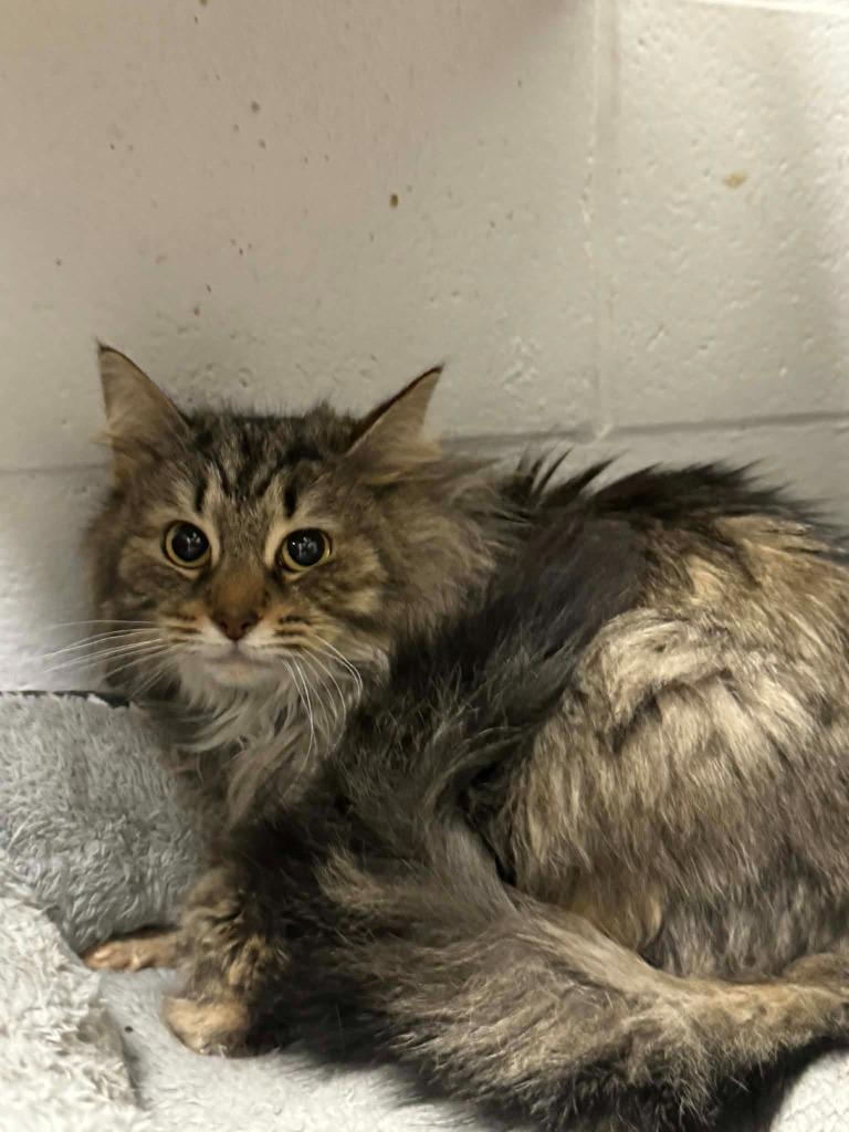 Enlarge Carol, a Adoptable mixed breed in Marion, OH image 2/2