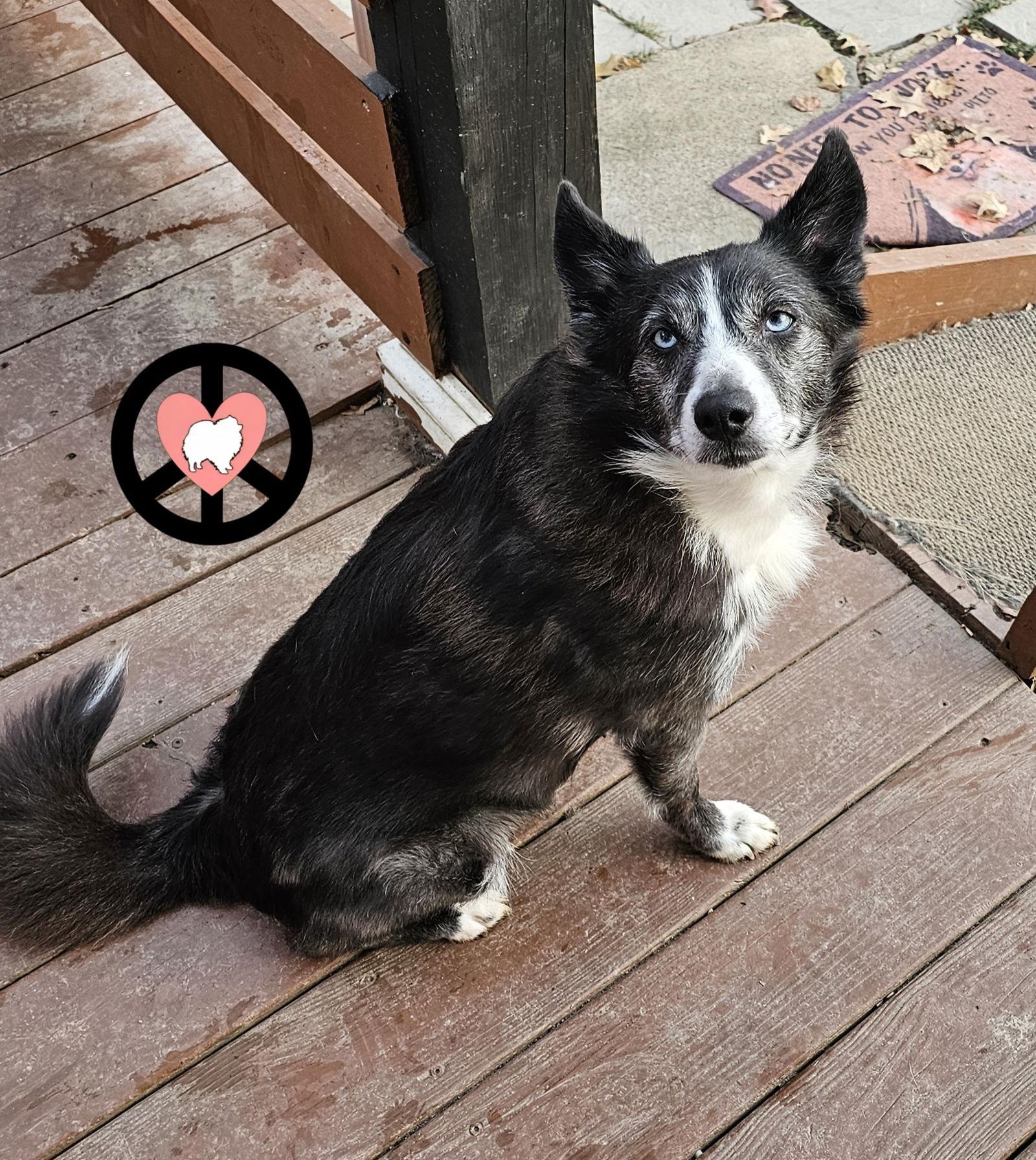 Enlarge Makayla, a Adoptable mixed breed in Lebanon, PA image 1/2