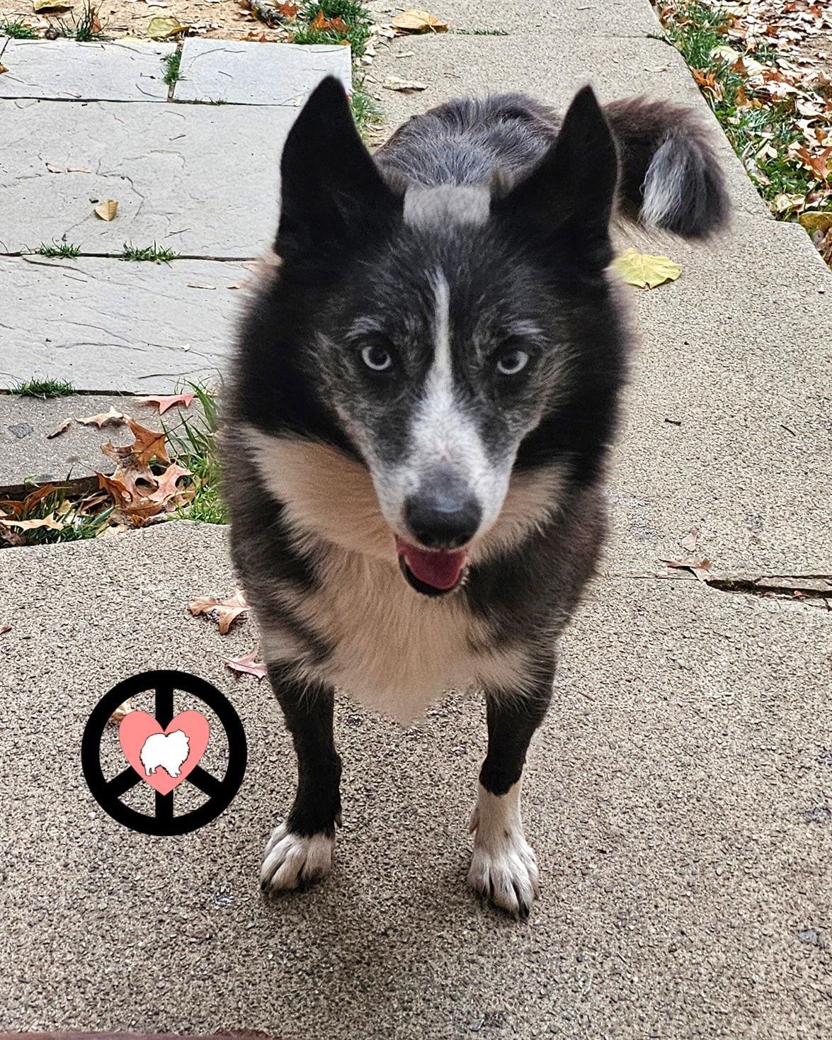 Enlarge Makayla, a Adoptable mixed breed in Lebanon, PA image 2/2