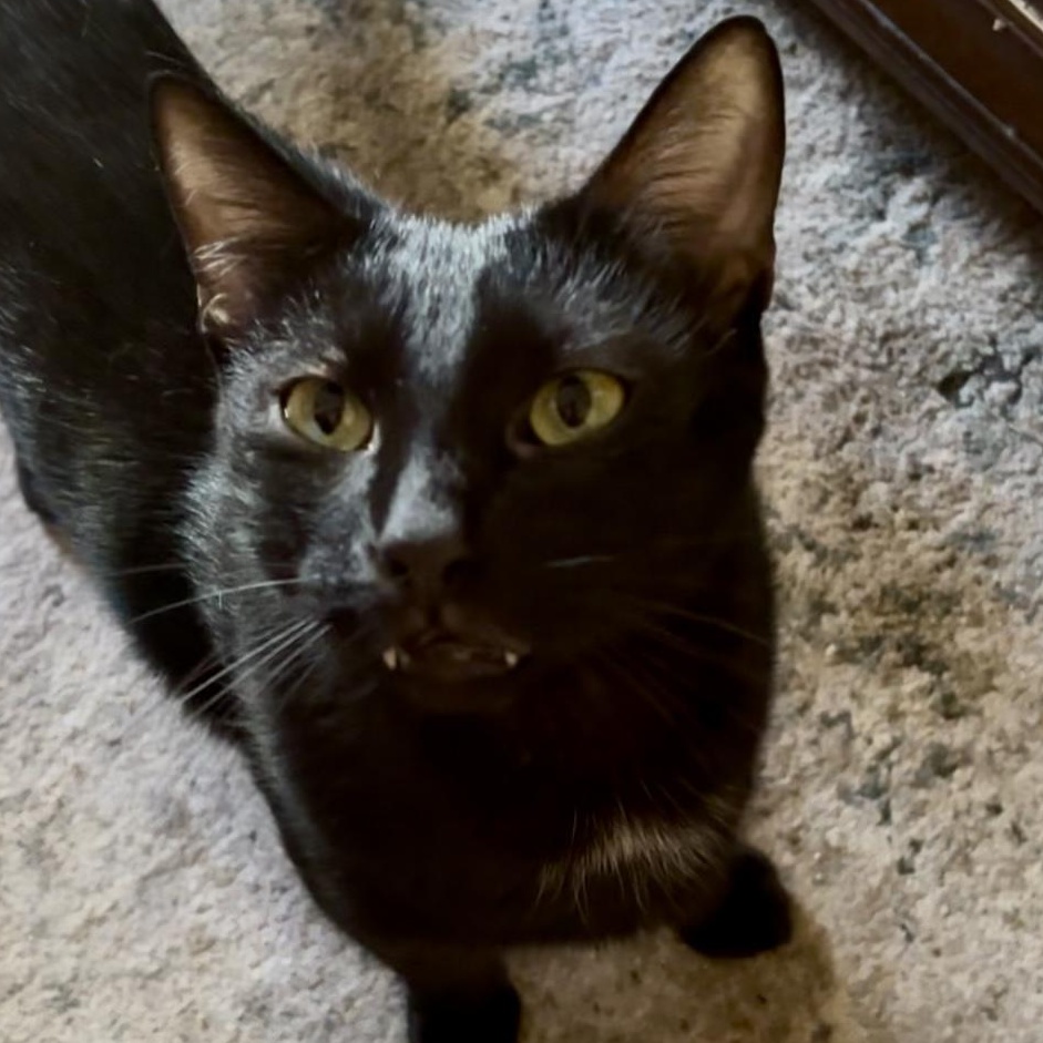 Dino, a Adoptable Domestic Short Hair in Wildomar, CA image 1/5