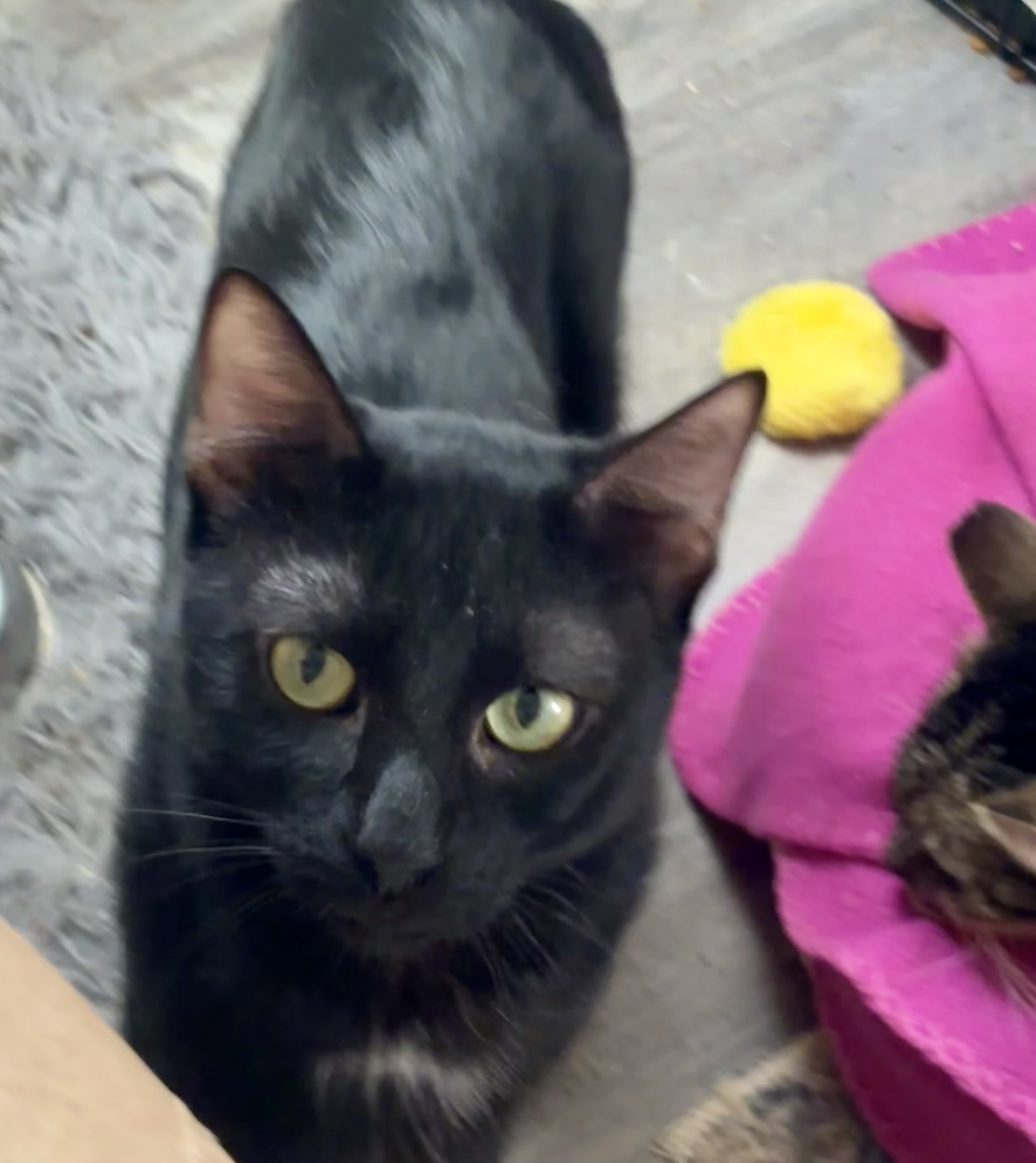 Dino, a Adoptable Domestic Short Hair in Wildomar, CA image 3/5