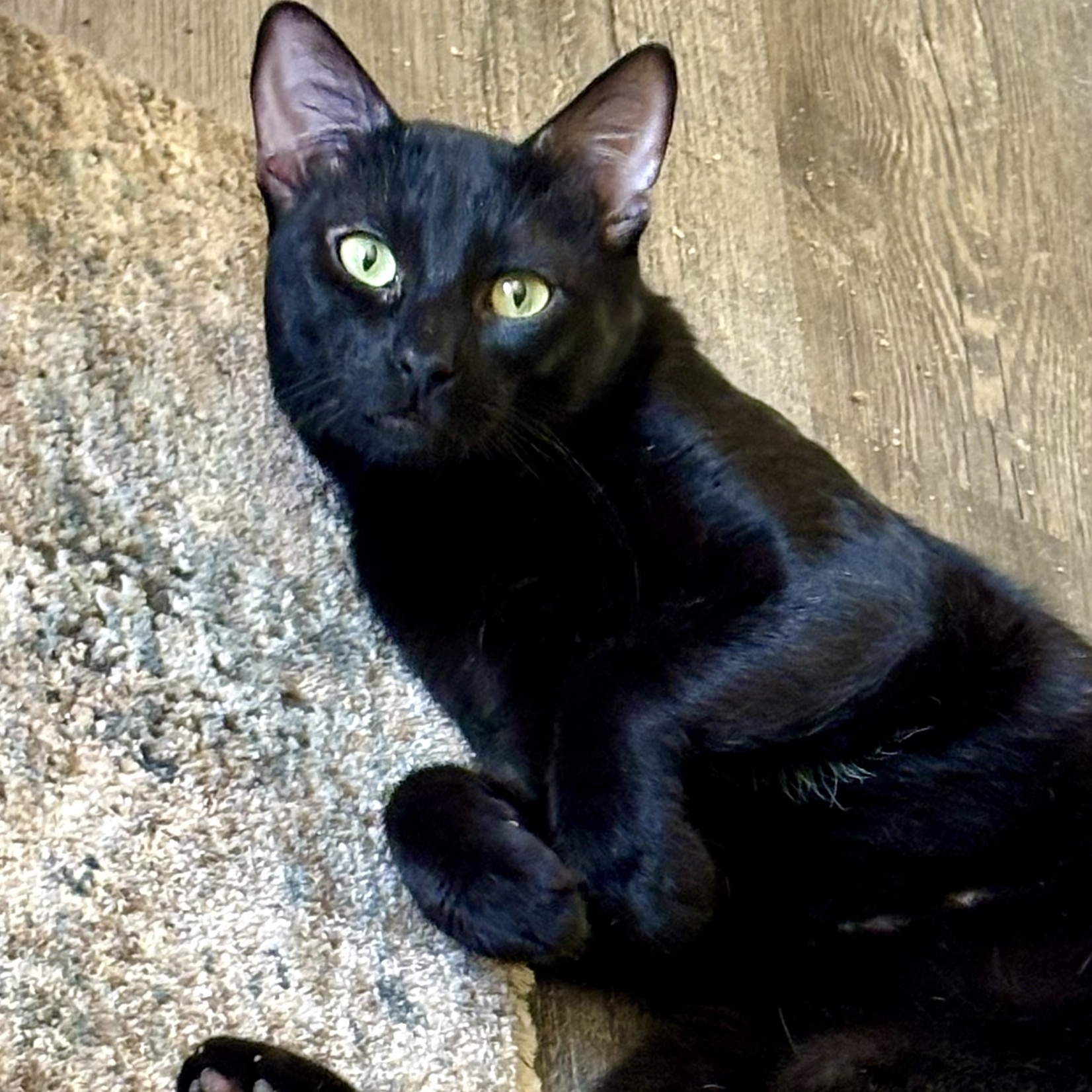 Dino, Adoptable, Adult Male Domestic Short Hair.