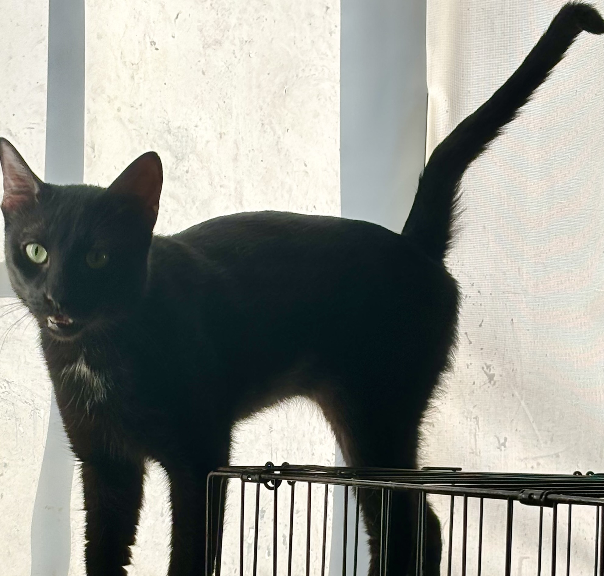 Dino, a Adoptable Domestic Short Hair in Wildomar, CA image 4/5