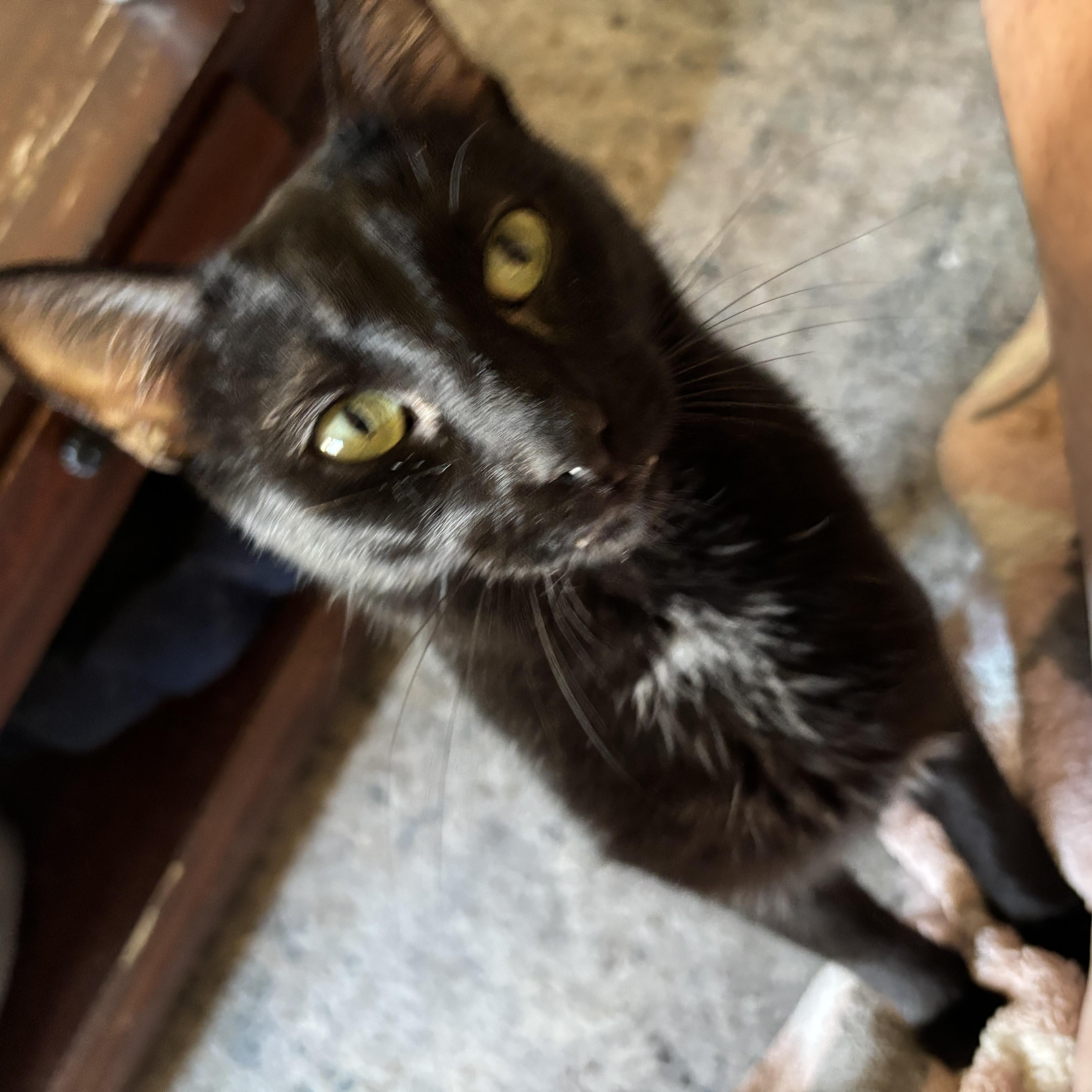 Dino, a Adoptable Domestic Short Hair in Wildomar, CA image 5/6