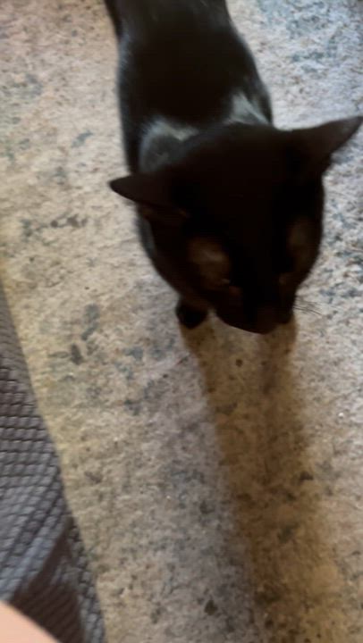 Enlarge Dino, a Adoptable Domestic Short Hair in Wildomar, CA video 5/5