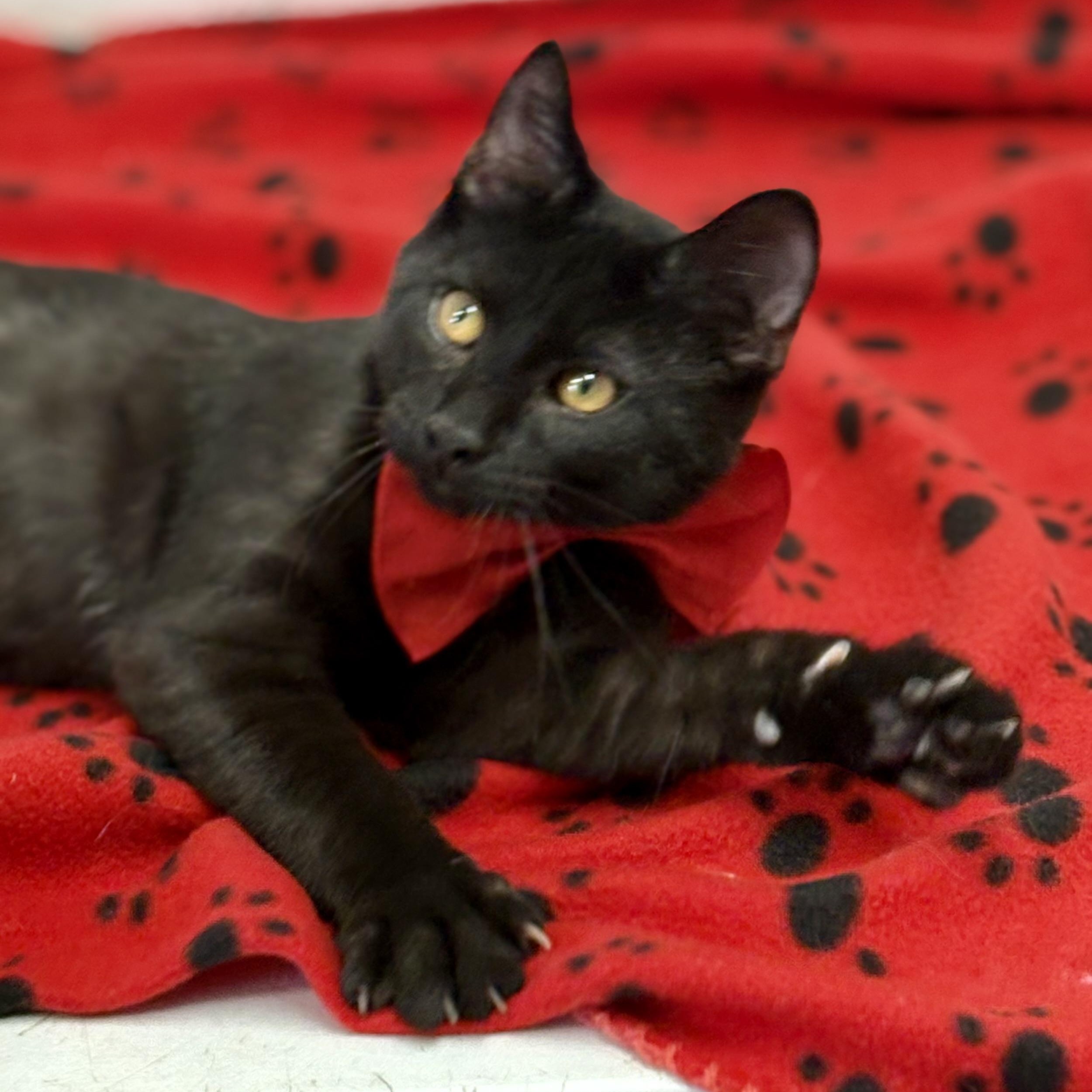 Enlarge Shamrock , an adopted mixed breed in Charles City, IA image 2/5