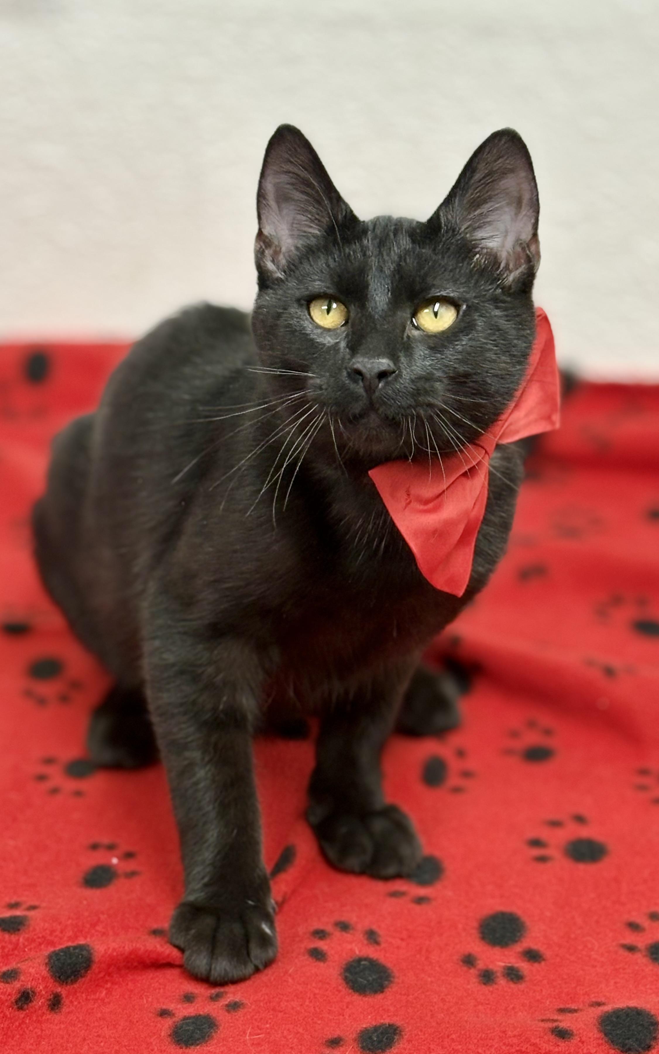 Enlarge Shamrock , an adopted mixed breed in Charles City, IA image 5/5