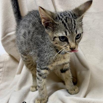 Venus, Adoptable, Young Female Domestic Short Hair.