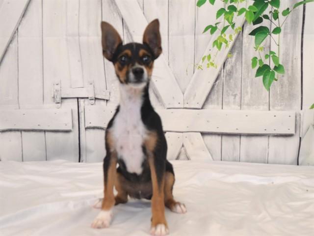 LOKI, Adoptable, Puppy Male Parson Russell Terrier & Mixed Breed.