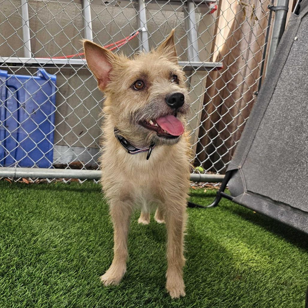 Enlarge Samwise, a Adoptable Mixed Breed in Sonoma, CA image 1/5