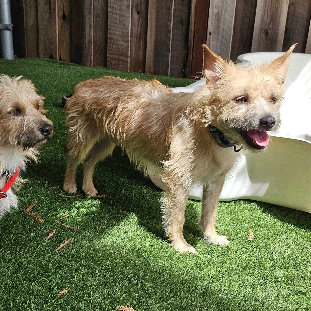 Enlarge Samwise, a Adoptable Mixed Breed in Sonoma, CA image 2/5