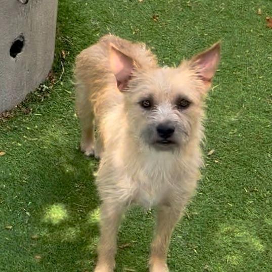Enlarge Samwise, a Adoptable Mixed Breed in Sonoma, CA image 3/5