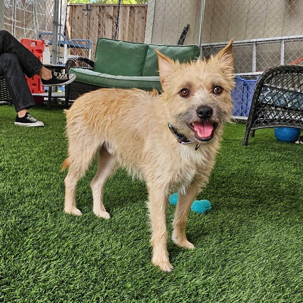 Enlarge Samwise, a Adoptable Mixed Breed in Sonoma, CA image 4/5