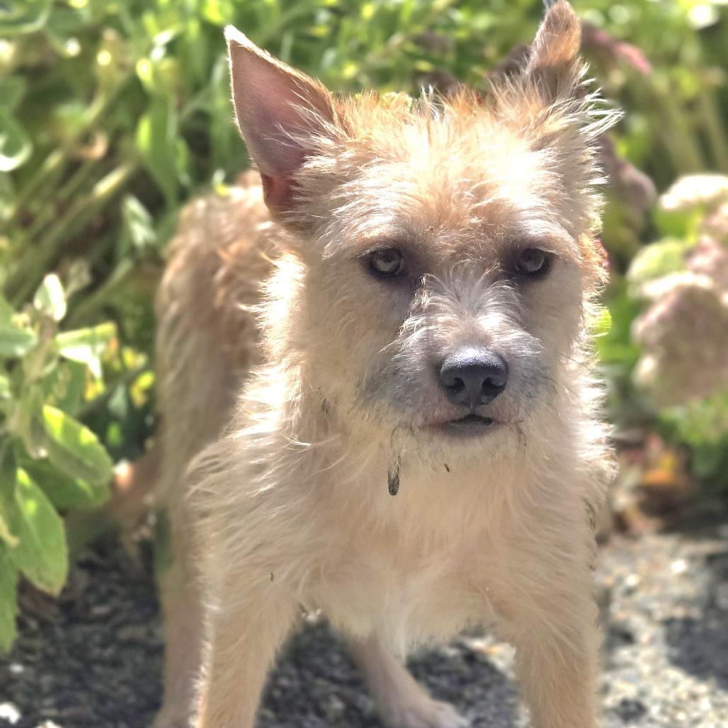 Enlarge Samwise, a Adoptable Mixed Breed in Sonoma, CA image 5/5