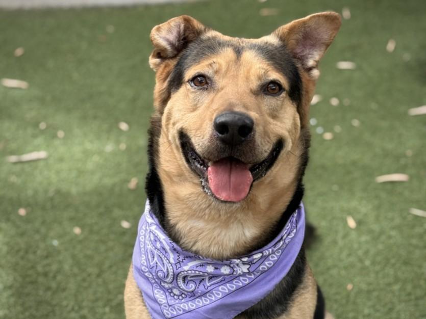 Enlarge BEAU, a Adoptable German Shepherd Dog in San Pedro, CA image 1/1