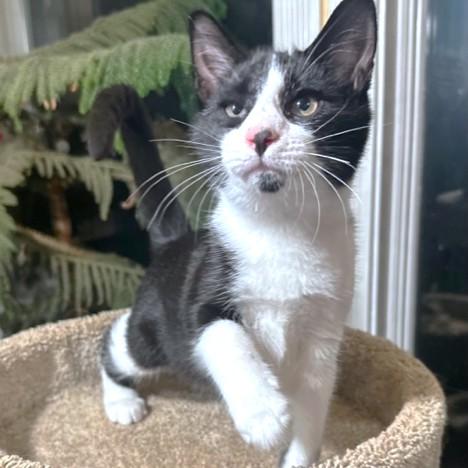 VELVETTY VINCE!, a Adoptable mixed breed in Danbury, CT image 5/6