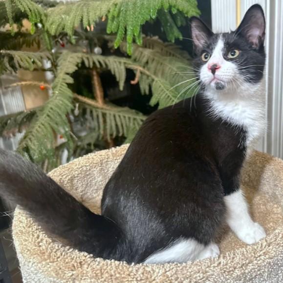 VELVETTY VINCE!, a Adoptable mixed breed in Danbury, CT image 1/6