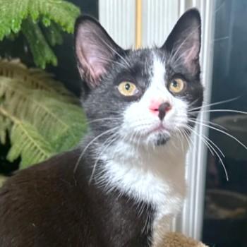 VELVETTY VINCE!, a Adoptable mixed breed in Danbury, CT image 3/6