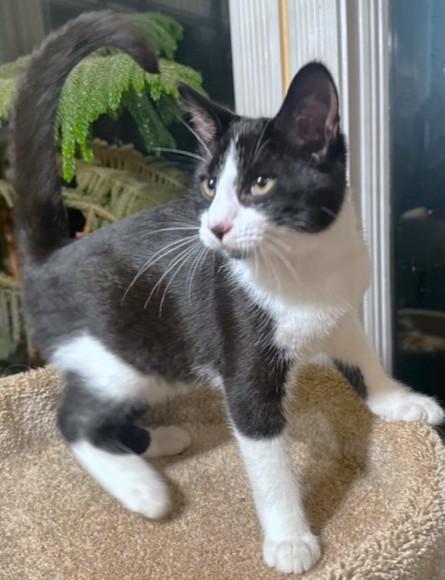 VELVETTY VINCE!, a Adoptable mixed breed in Danbury, CT image 4/6