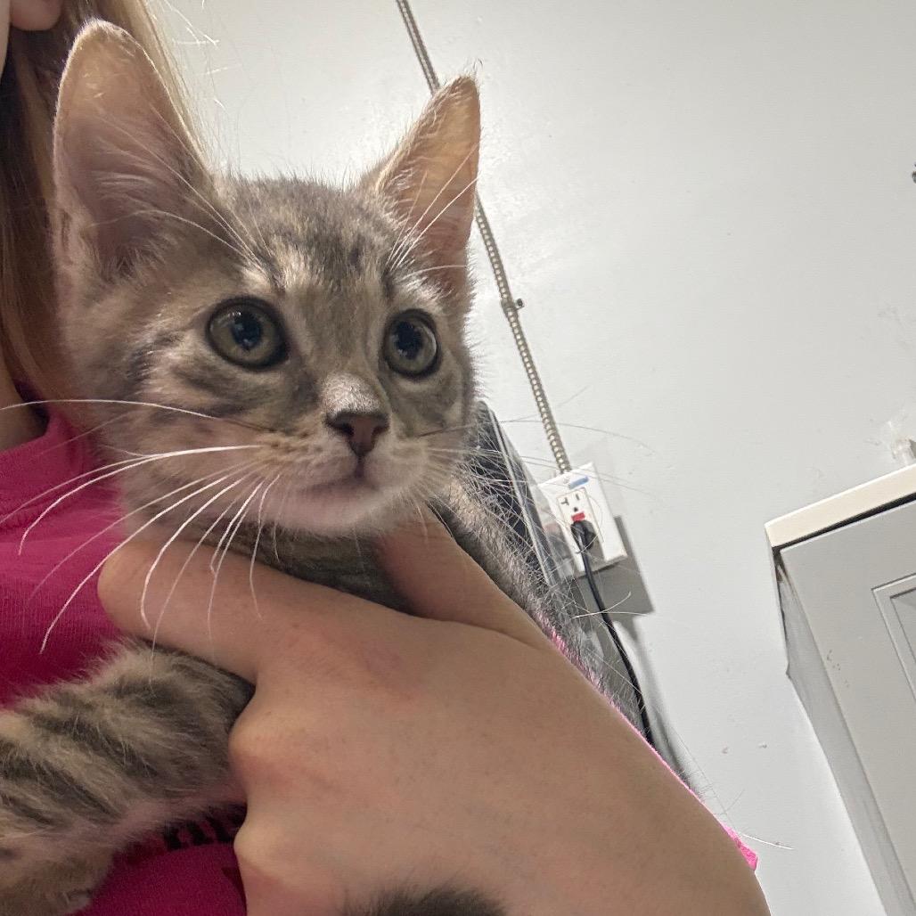 Moose, Adoptable, Kitten Male Domestic Short Hair.