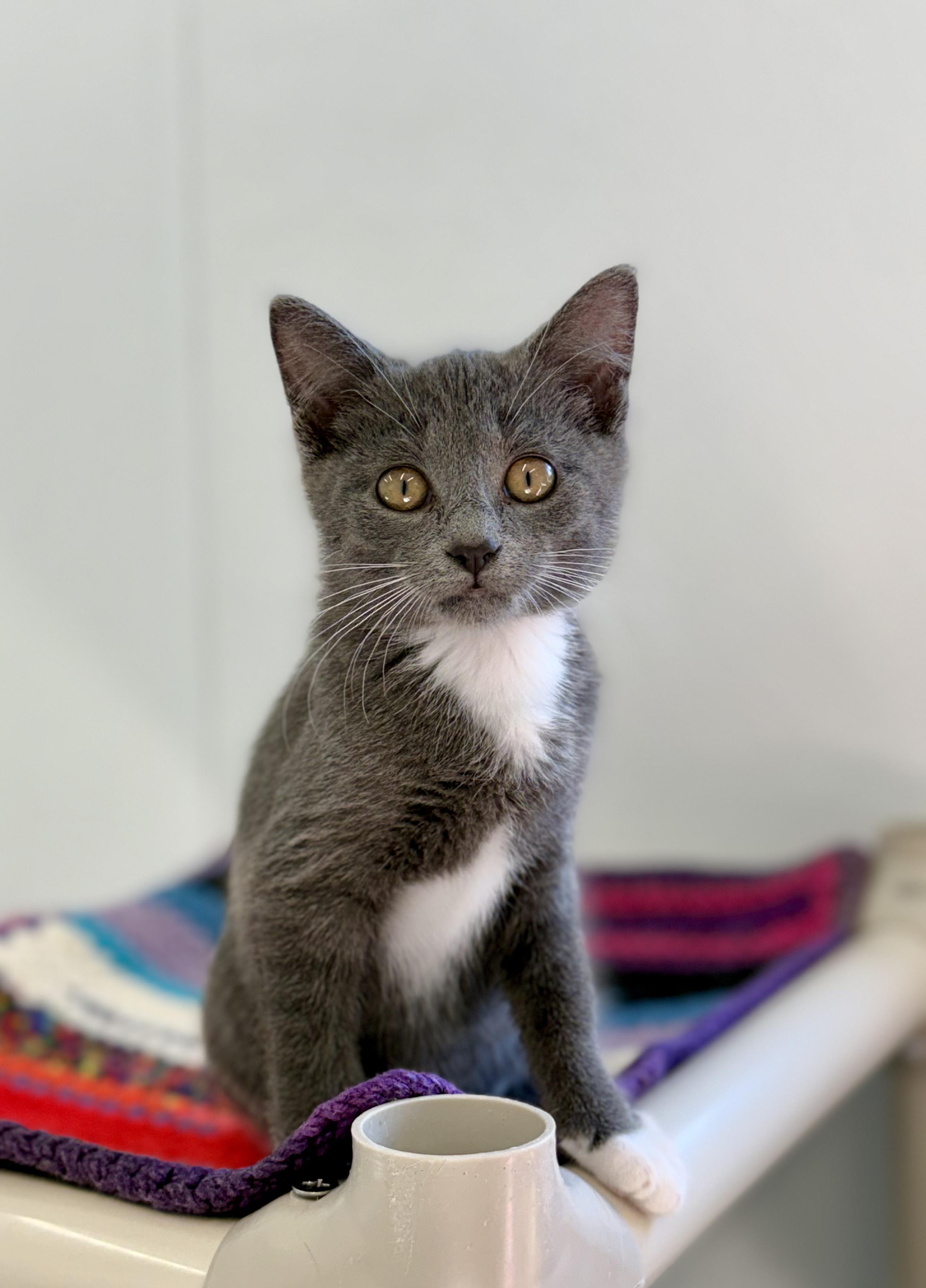 Enlarge Aggie, an adopted Domestic Short Hair in Kalamazoo, MI image 1/4