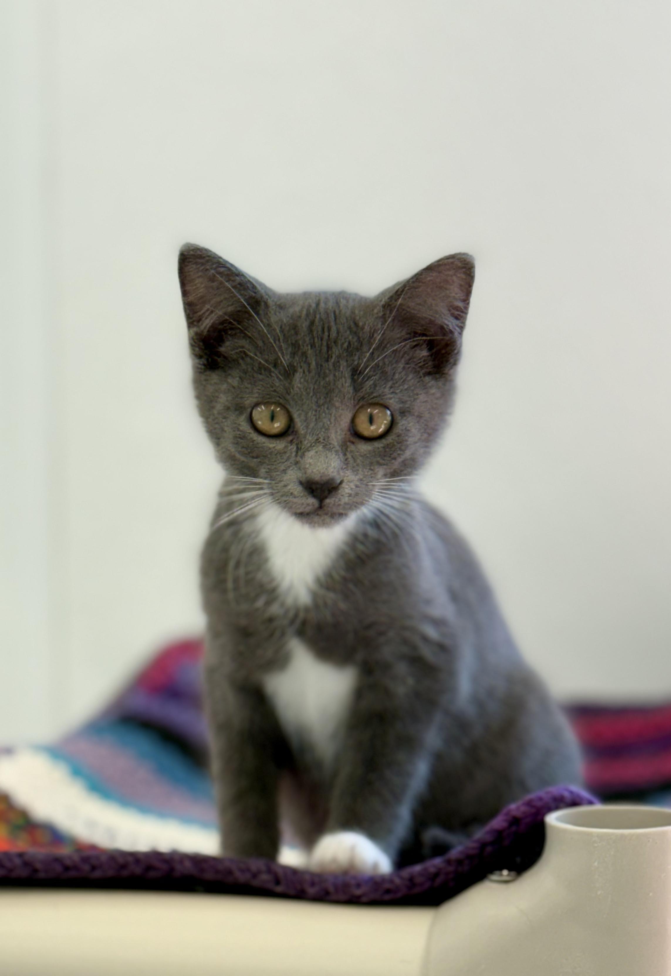 Enlarge Aggie, an adopted Domestic Short Hair in Kalamazoo, MI image 3/4