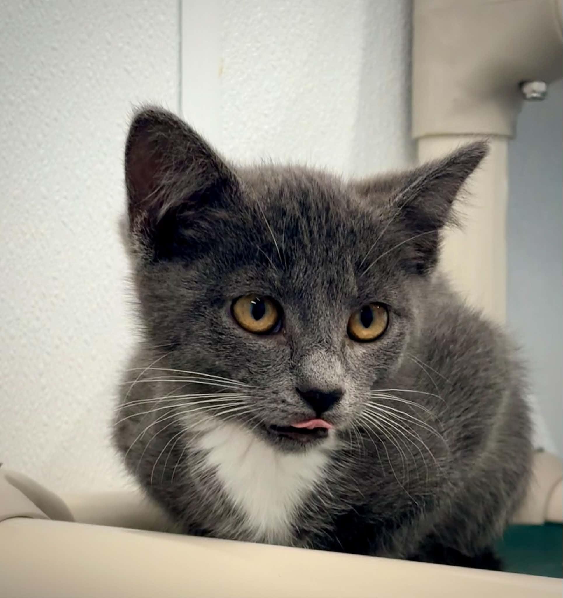 Enlarge Aggie, an adopted Domestic Short Hair in Kalamazoo, MI image 4/4