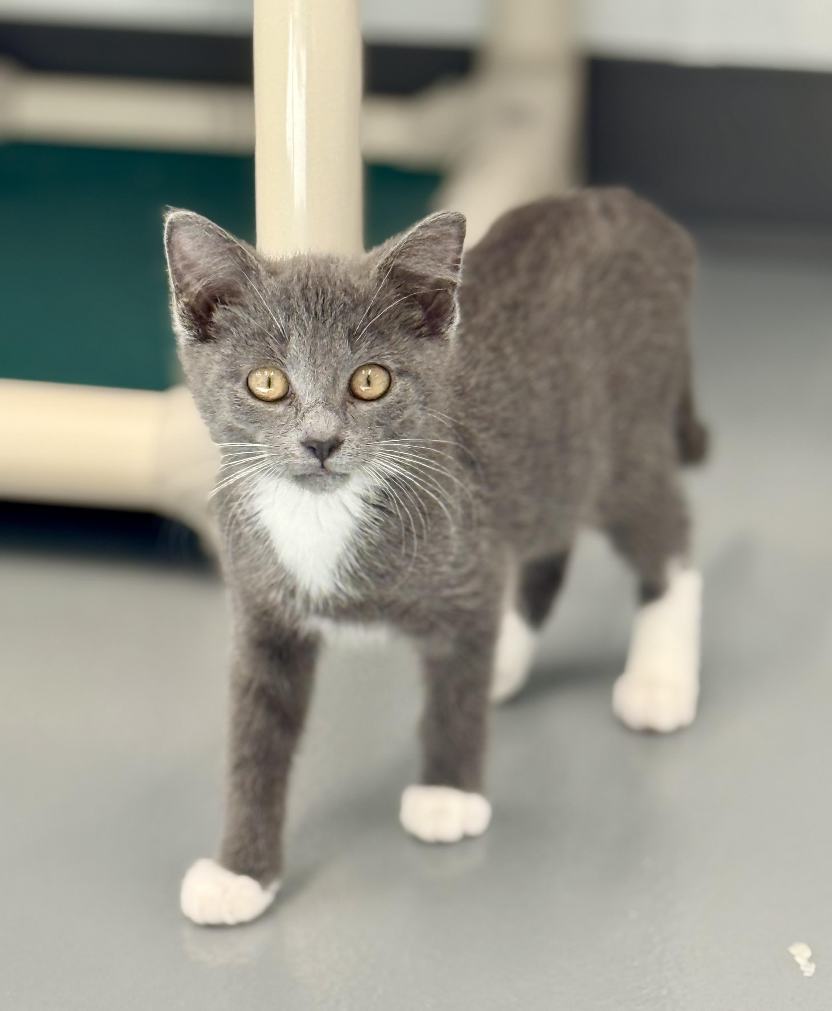 Enlarge Aggie, an adopted Domestic Short Hair in Kalamazoo, MI image 2/4