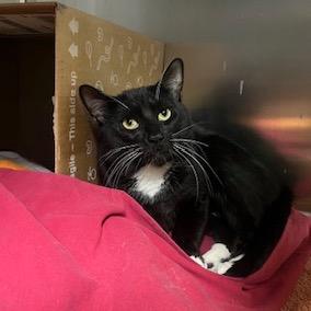 Spaz, Adoptable, Adult Male Domestic Short Hair.