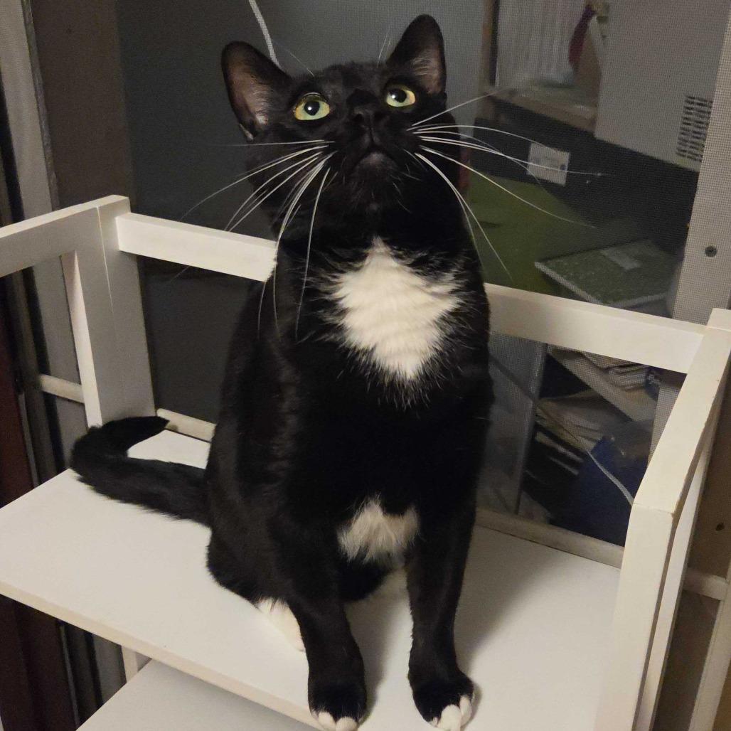 Spaz, a Adoptable Domestic Short Hair in Dover, NH image 2/4