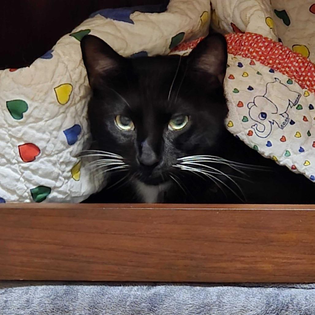 Spaz, a Adoptable Domestic Short Hair in Dover, NH image 3/4