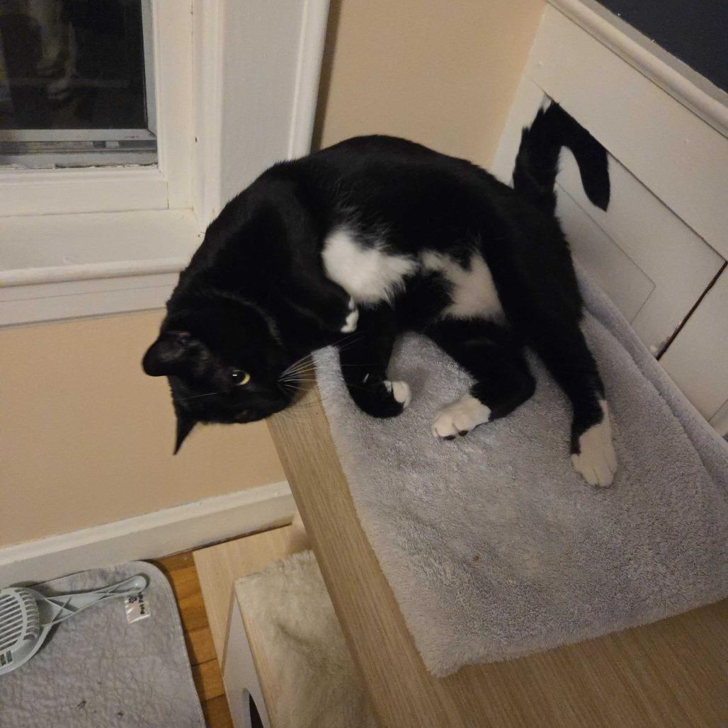 Spaz, a Adoptable Domestic Short Hair in Dover, NH image 4/4