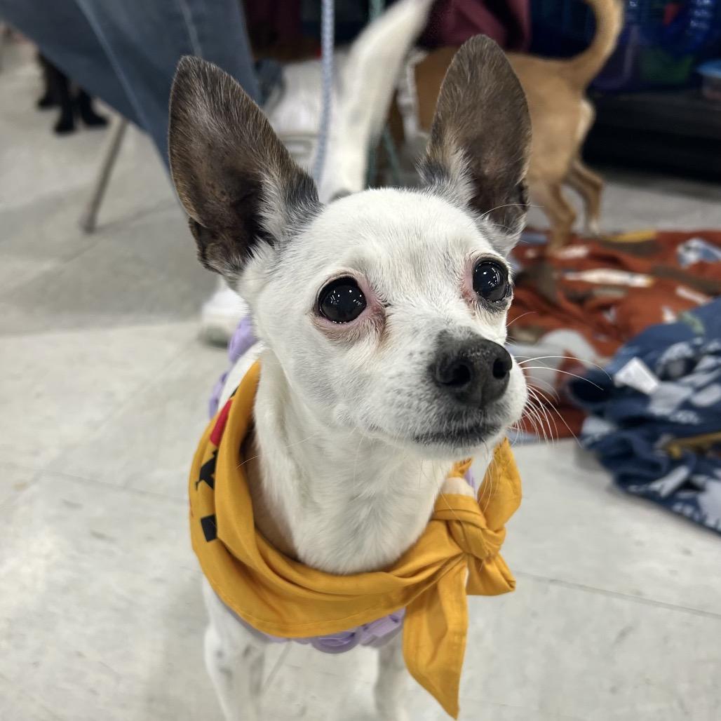 Molly, Adoptable, Senior Female Chihuahua.