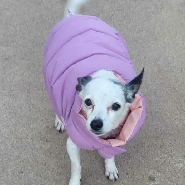 Enlarge Molly, a Adoptable Chihuahua in Kim, CO image 2/2