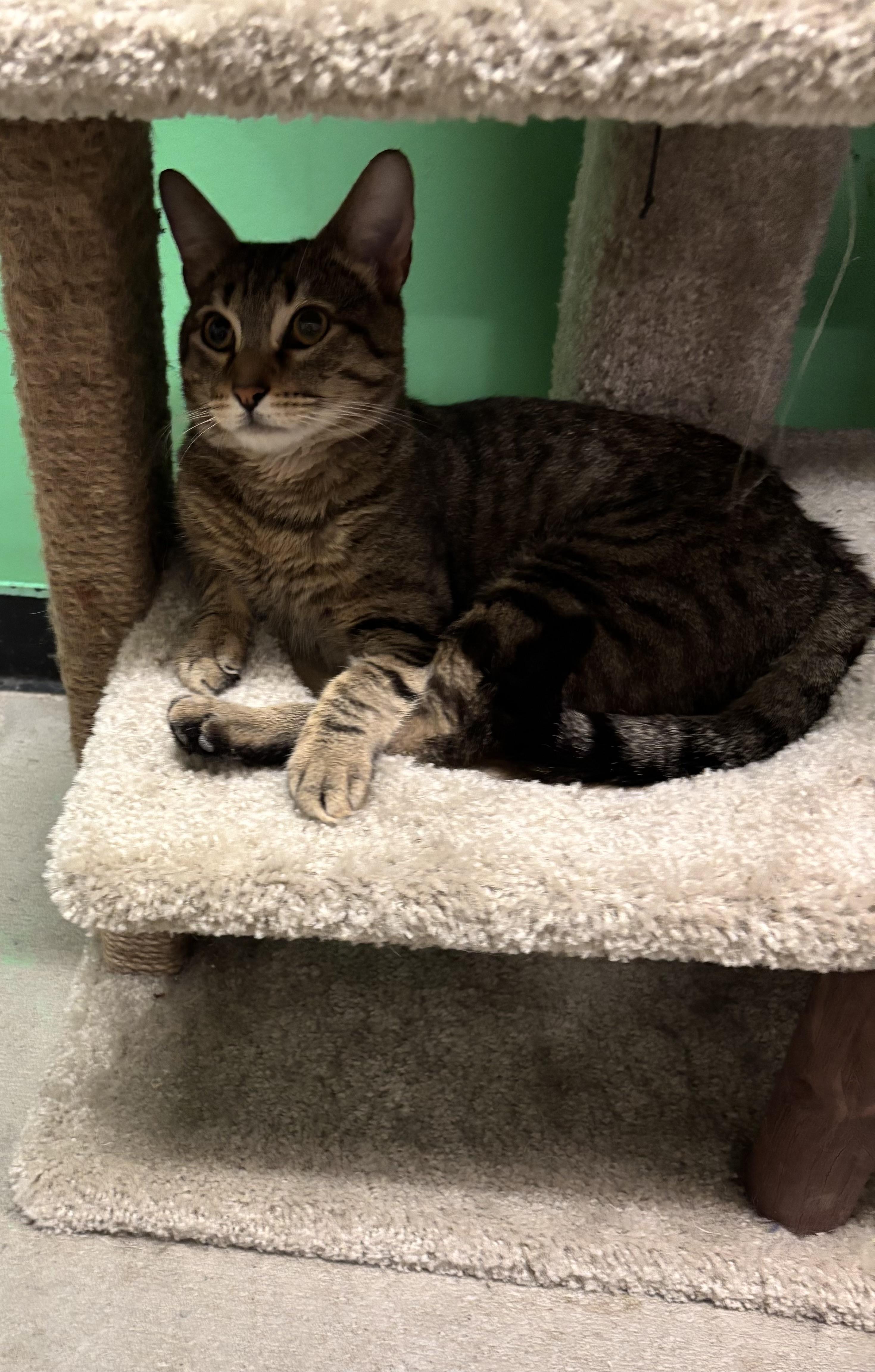 Charles Moore, a ADOPTABLE Domestic Short Hair in Bensalem, PA image 5/5