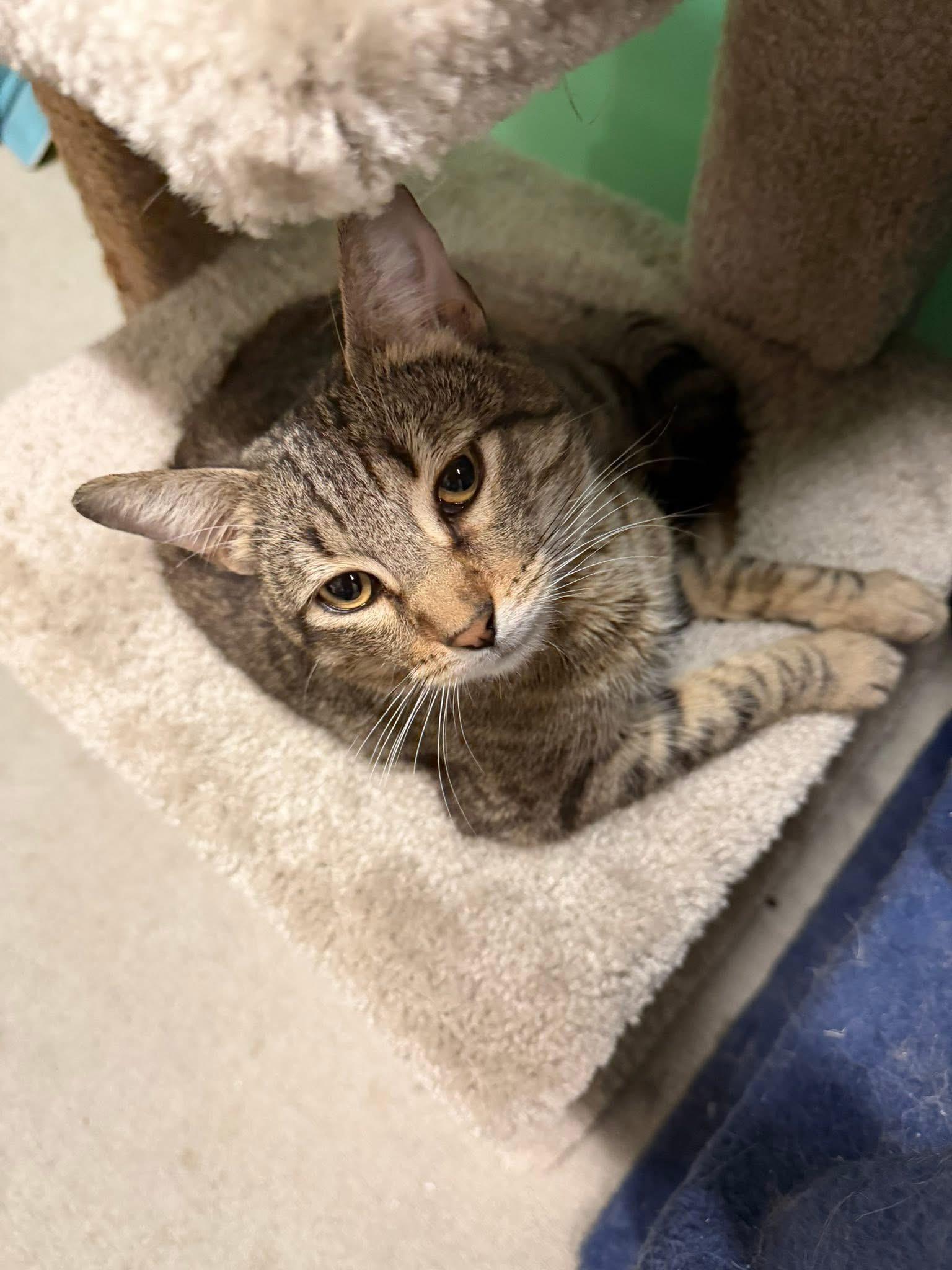 Charles Moore, a ADOPTABLE Domestic Short Hair in Bensalem, PA image 3/5