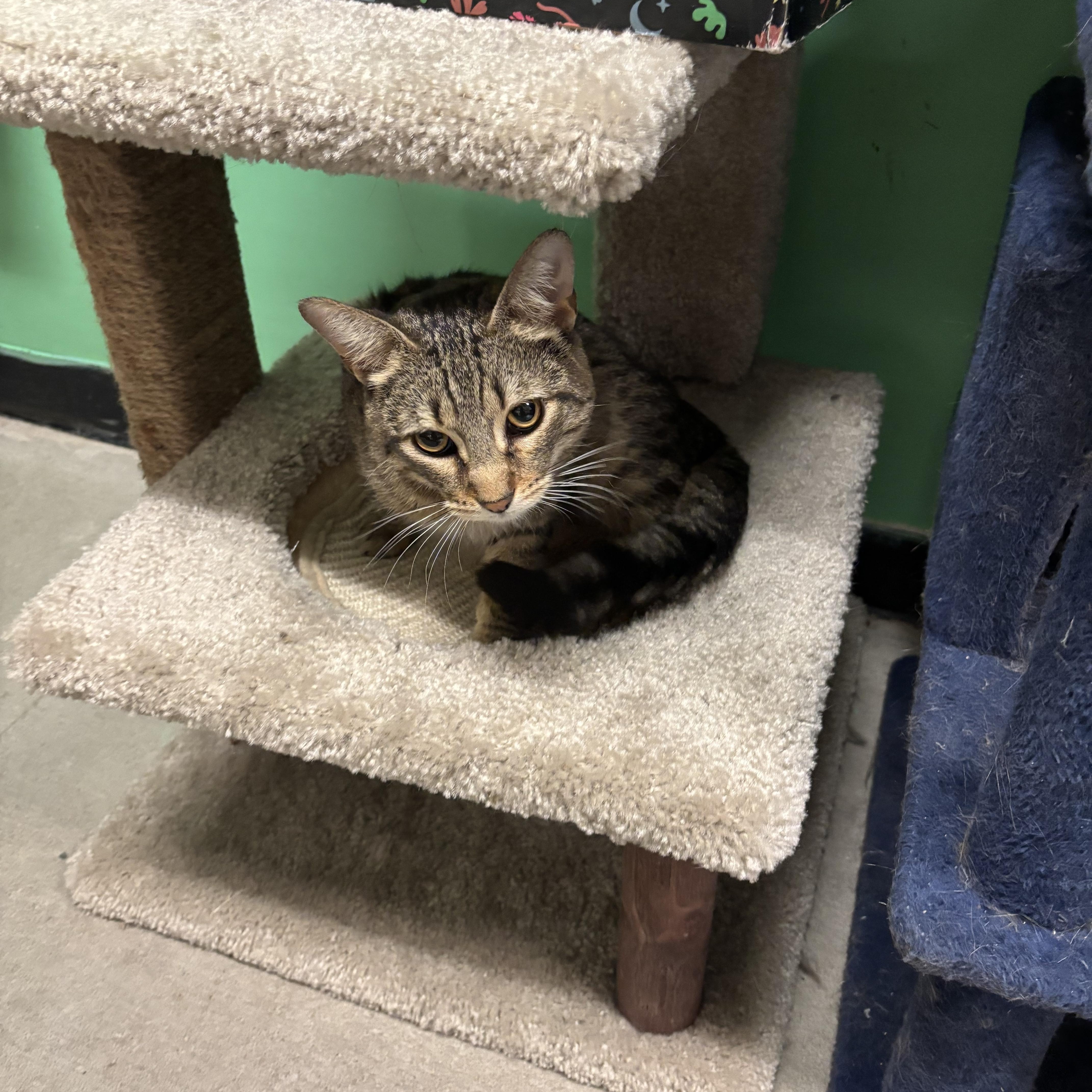Charles Moore, a ADOPTABLE Domestic Short Hair in Bensalem, PA image 2/5