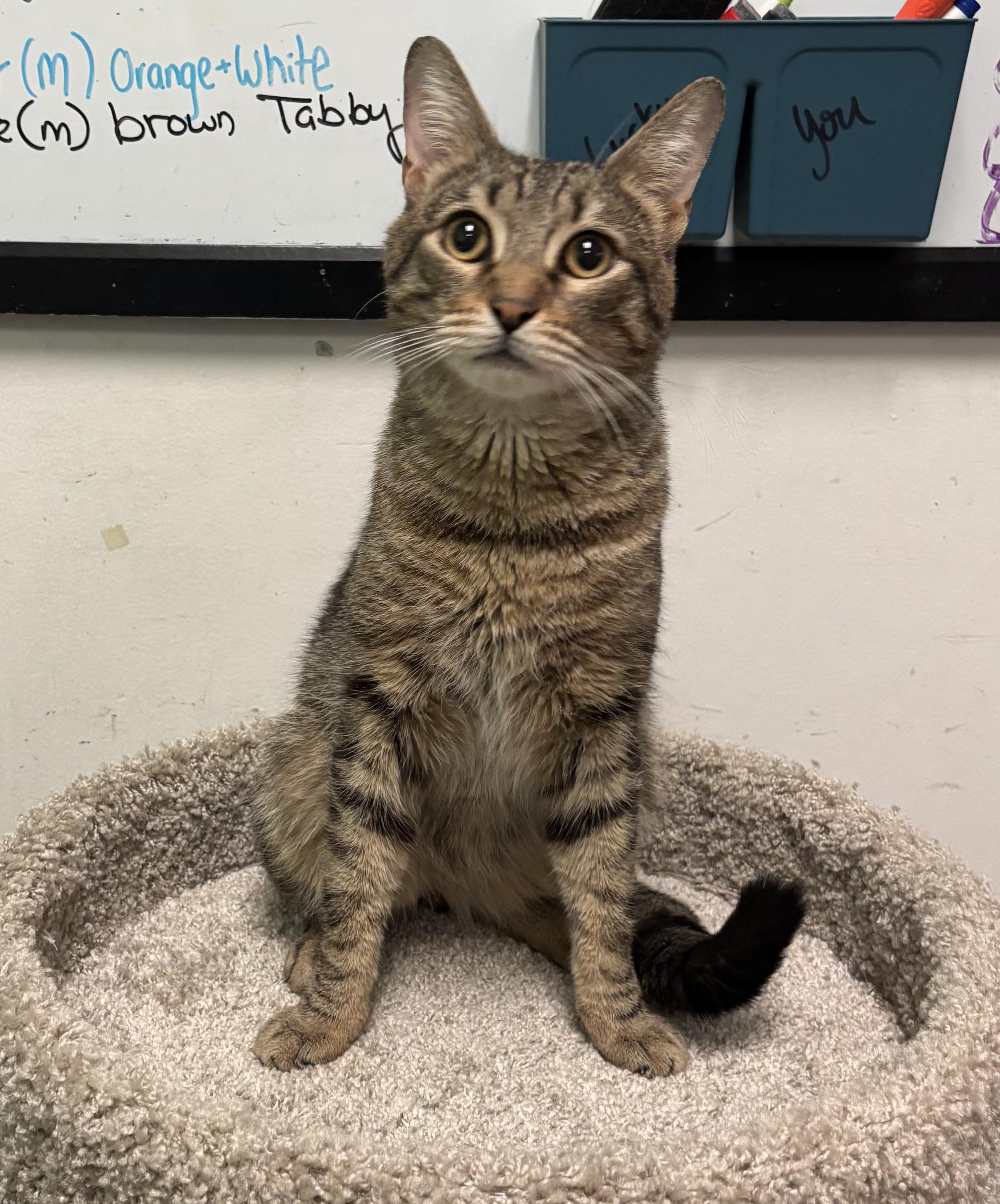 Charles Moore, a ADOPTABLE Domestic Short Hair in Bensalem, PA image 1/5