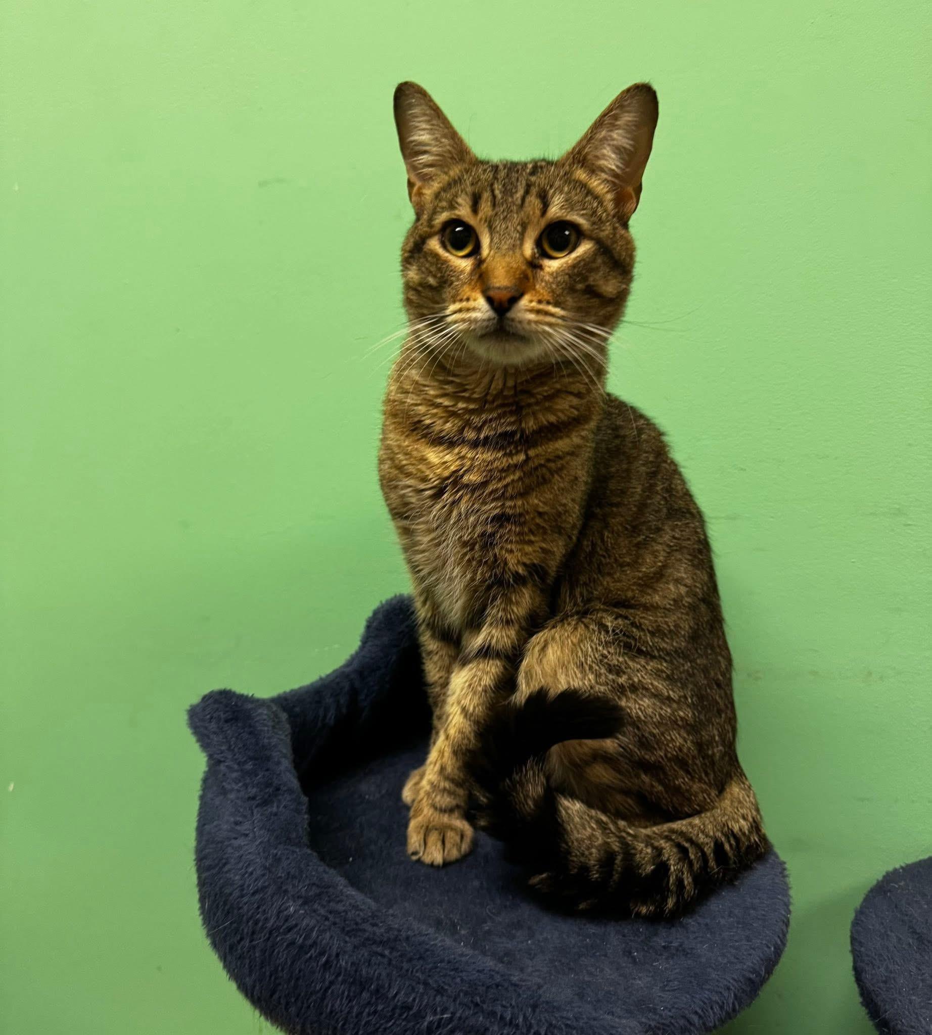 Charles Moore, a ADOPTABLE Domestic Short Hair in Bensalem, PA image 4/5