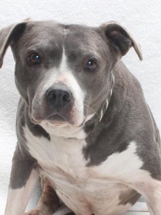 ACACIA, Adoptable, Adult Female Pit Bull Terrier.