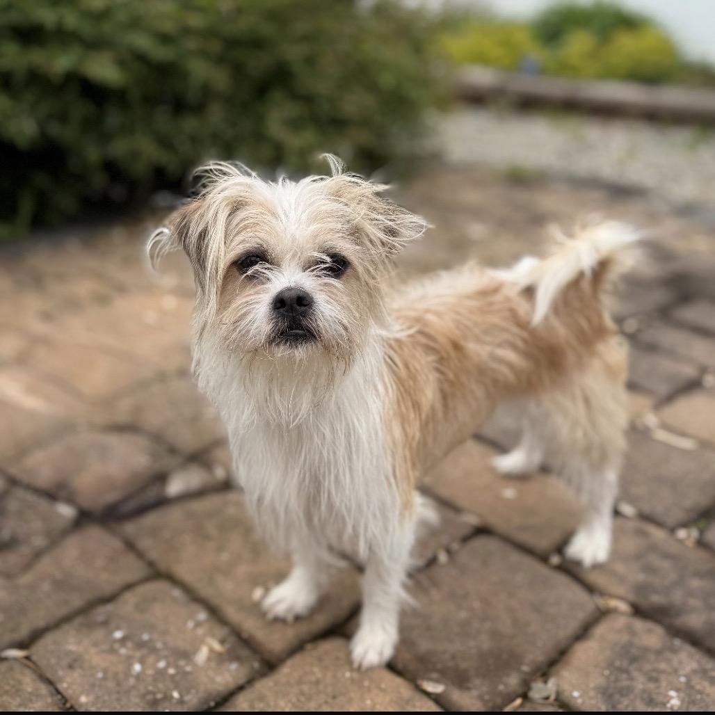 MONTY, Adoptable, Young Male Terrier.