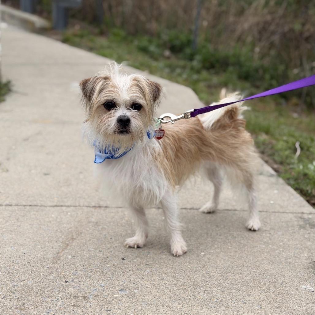 Enlarge MONTY, a Adoptable Terrier in Berlin, NJ image 5/6