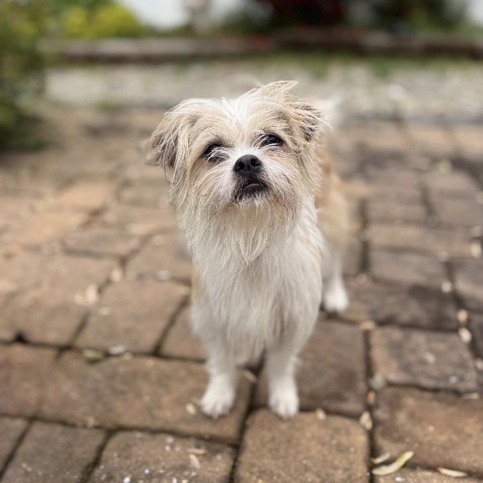 Enlarge MONTY, a Adoptable Terrier in Berlin, NJ image 1/6