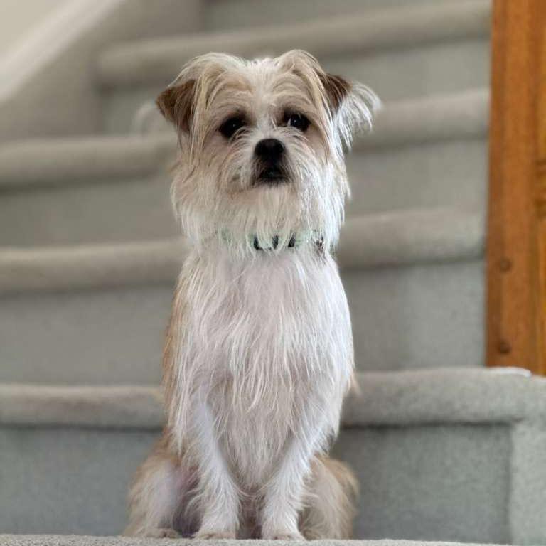 Enlarge MONTY, a Adoptable Terrier in Berlin, NJ image 2/6