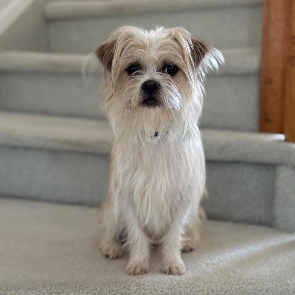 Enlarge MONTY, a Adoptable Terrier in Berlin, NJ image 3/6