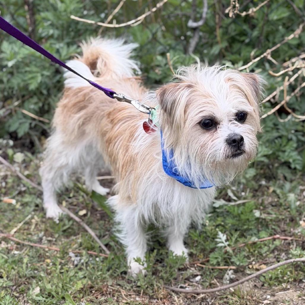 Enlarge MONTY, a Adoptable Terrier in Berlin, NJ image 6/6