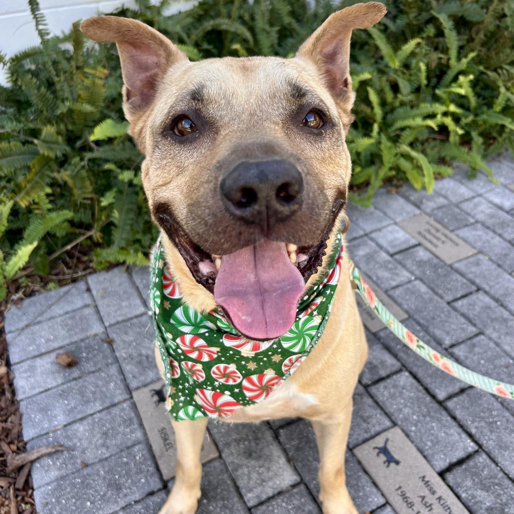 Gio, Adoptable, Adult Male Mixed Breed.