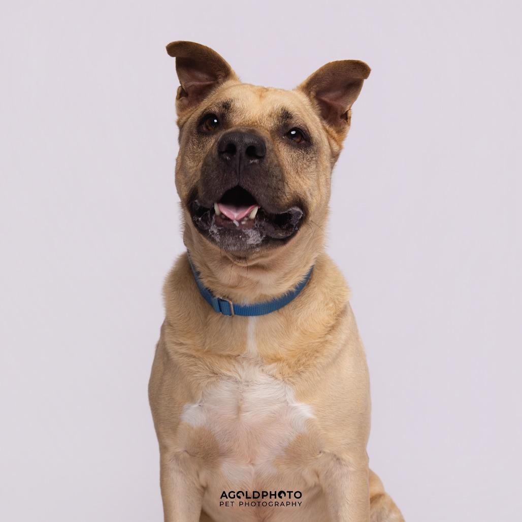 Enlarge Gio, a Adoptable Mixed Breed in Sarasota, FL image 2/6